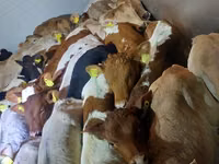 Bovins (lot, sexe non indiqué), Simmental cattle — photo 3