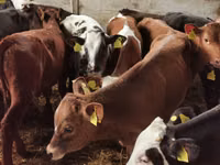 Bou, Simmental cattle — foto 5