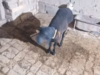 Billy Goat, Goats — photo 8