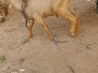 公山羊, Goats — 照片 5