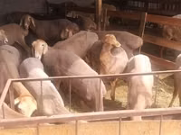 نعجة, Arashan sheep — الصورة 1