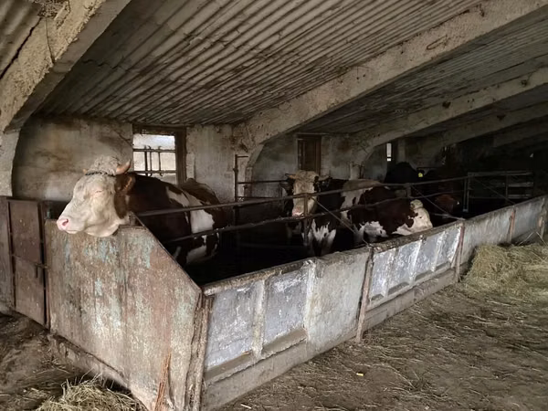 Bou, Simmental cattle