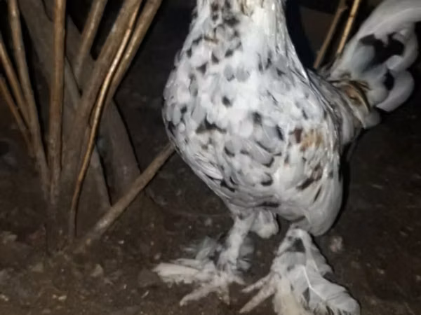 Bantam japonesa