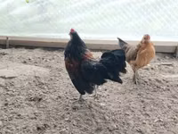 Chex Gold Brindled Hen — 5-rasm