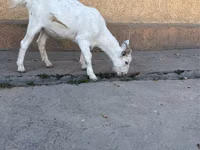 عنزة, Nubian Goat — الصورة 1