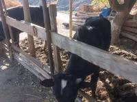 公牛, Cattle — 照片 4