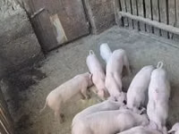 Porci (lot, sex nespecificat) — foto 2