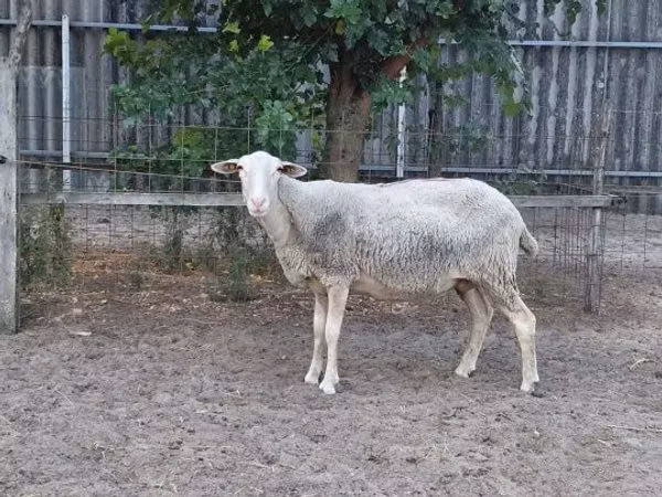 母羊, Lacaune sheep