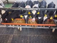 Buğa, Russian Black pied cattle — foto 1