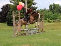 حصان, Pinto horses — الصورة 1