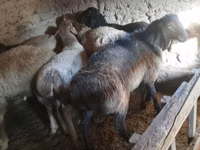 Oveja, Ovejas — foto 1