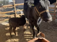 Vaca, Ganado vacuno — foto 1