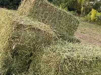 Продам тюки люцерны — الصورة 2
