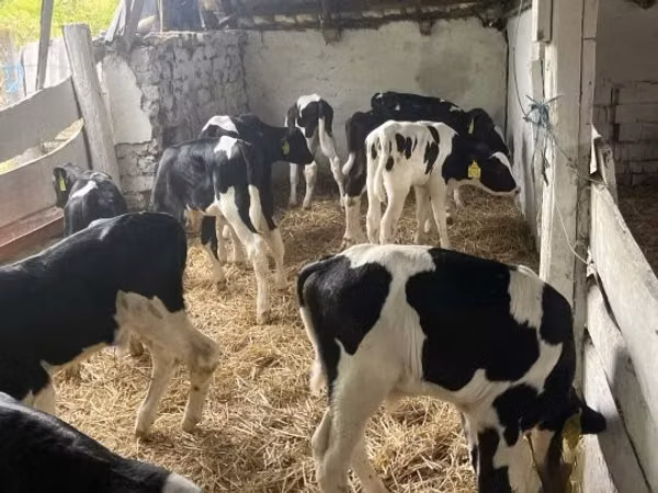 ثور, Russian Black pied cattle