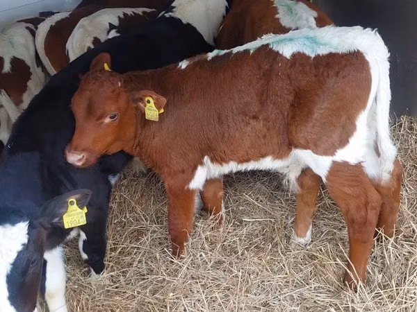 牛只（批次，未指定性别）, Simmental cattle