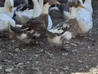 Ducks — الصورة 2