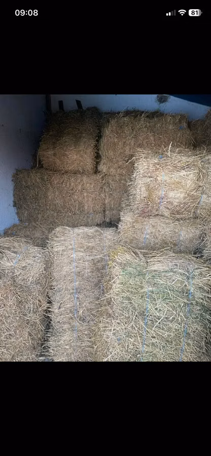 Продам тюки люцерны