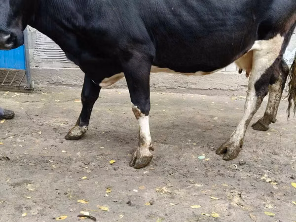 Kuh, Russian Black pied cattle — Republik Moldau
