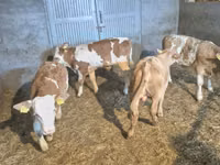 ثور, Simmental cattle — الصورة 2