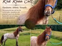 Horse (M), Rocky Mountain Horse — photo 1