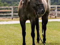 Cal, Quarter Horse — foto 8