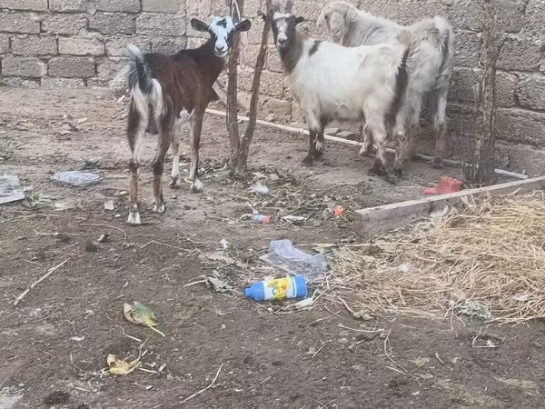 बकरा, बकरियाँ