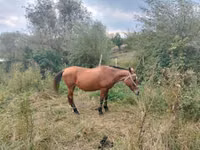 Yegua, Caballos — foto 3