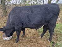 公牛, Aberdeen-Angus — 照片 1