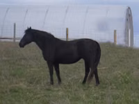 Stute, Black Sea breed — Foto 4