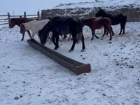 Cal, Mugalzhar horse — foto 5