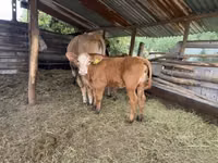 Vacă, Simmental cattle — foto 2