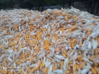 Продаю кукуруза 🌽 Пионер сухой,1кг по 13сом адрес КАРА Балта,40тонна — 照片 3