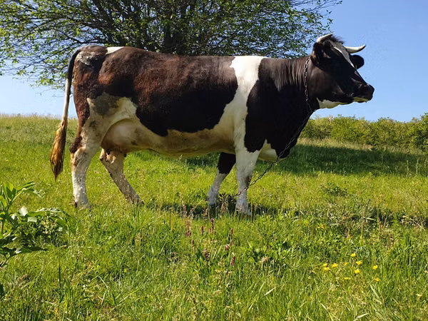 Taureau, Race Holstein