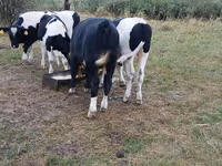 Bou, Rasa Holstein — foto 5