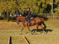 Jument, Chevaux — photo 1