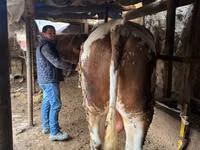 ثور, Simmental cattle — الصورة 2