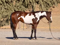Égua, National Show Horse — foto 2