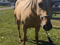 Mare, Quarter Horse — photo 3