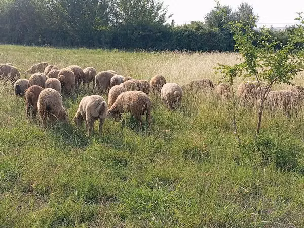 Carnero, Ovejas