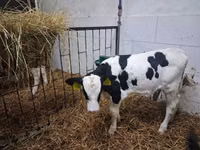 Bulle, Russian Black pied cattle — Foto 6