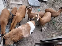Ram, Cameroon sheep — photo 2