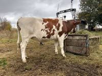 Vacă, Russian Black pied cattle — foto 3