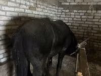 公马, Horses — 照片 4