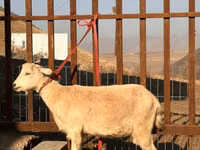 Dişi keçi, Saanen goat — foto 2