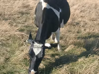 Vache, Russian Black pied cattle — photo 2