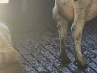 Vacă, Rasa Holstein — foto 5