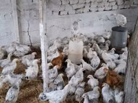 Chickens — Foto 6