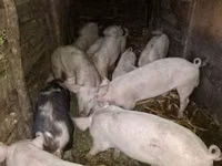 Eber, Schweine — Foto 4