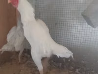 poules Shamo — photo 1