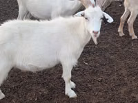 Goat, Goats — photo 6